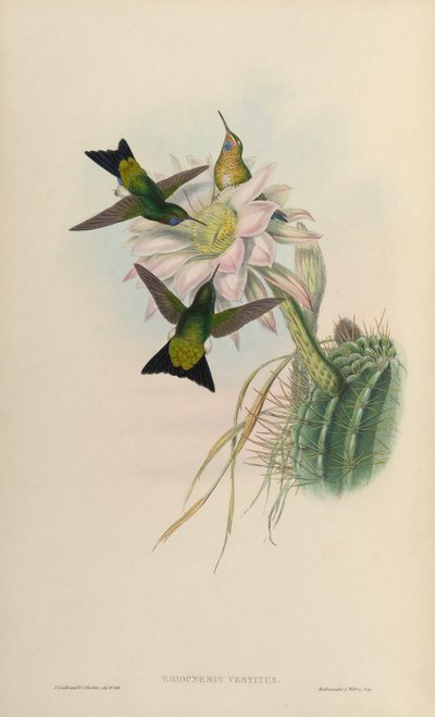 Eriocnemis vestitus = Eriocnemis vestita - John Gould